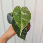 Alocasia Nairobi Nights