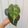 Alocasia Nairobi Nights