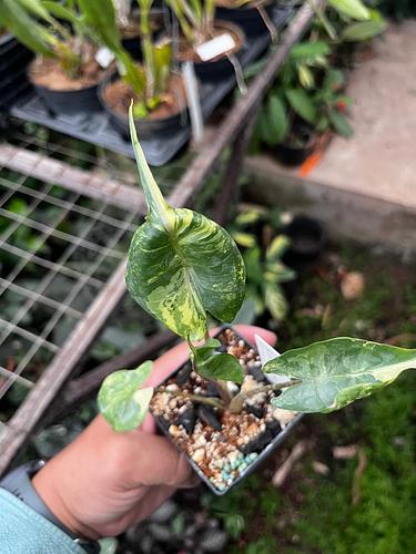 Alocasia Mantarraya en Tres Valles, Veracruz