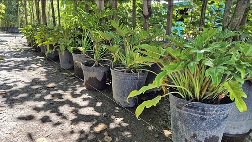 Philodendron Xanadu en Cocoyoc, Morelos