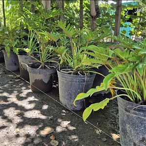 Philodendron Xanadu