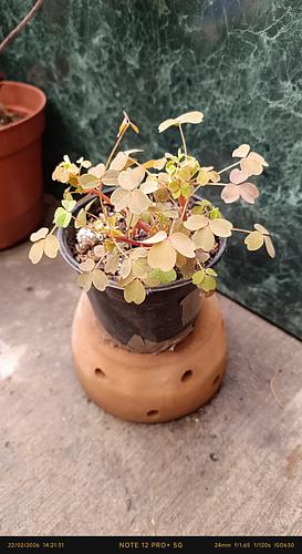 Oxalis Sunset Velvet en Tehuacán, Puebla