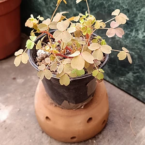 Oxalis Sunset Velvet