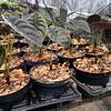 Alocasia Cuprea