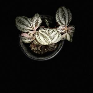 Pilea Plata