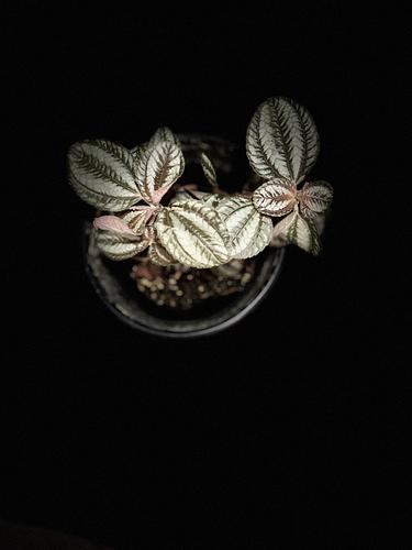 Pilea Plata en Guadalupe, Nuevo León