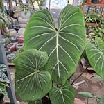 Philodendro Gloriosum