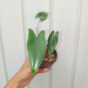 Alocasia Zebrina