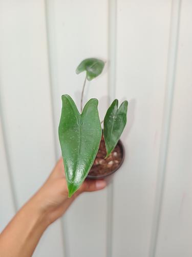 Alocasia Zebrina en Berriozábal, Chiapas