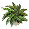 Calathea Lancifolia Insignis