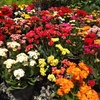 Kalanchoes de Flor