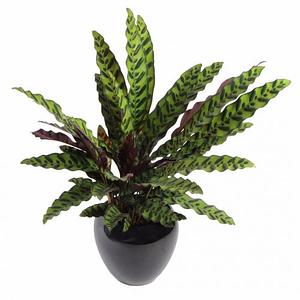 Calathea Lancifolia Insignis