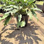 Philodendron Xanadu