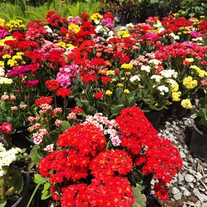 Kalanchoes de Flor