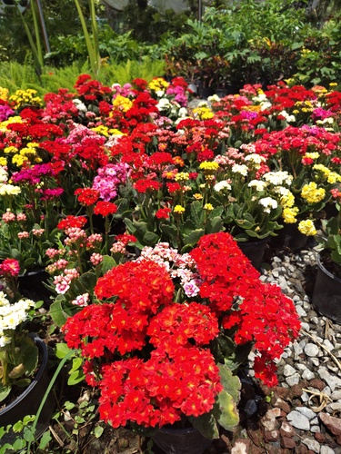 Kalanchoes de Flor en Monterrey, Nuevo León