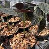 Alocasia Cuprea