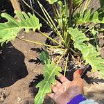 Philodendron Xanadu