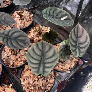 Alocasia Cuprea