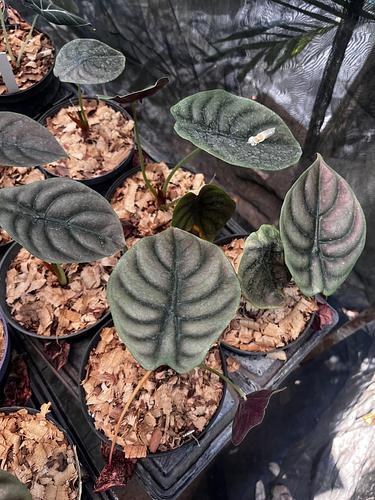 Alocasia Cuprea en Tres Valles, Veracruz
