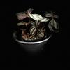 Pilea Plata