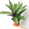 Calathea Lancifolia Insignis