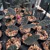 Alocasia Cuprea