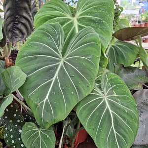 Philodendro Gloriosum