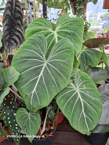 Philodendro Gloriosum en Guadalupe, Nuevo León