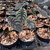 Alocasia Cuprea