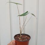 Alocasia Zebrina