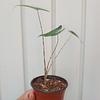 Alocasia Zebrina
