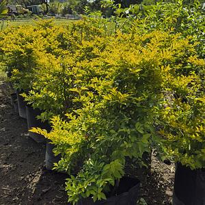 Duranta Cuba Árbol