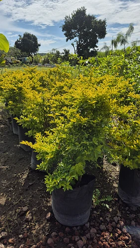 Duranta Cuba Árbol en Cocoyoc, Morelos