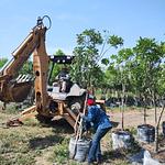 Colorín o Laurel de la Montaña