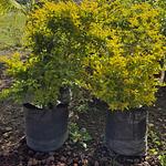 Duranta Cuba Árbol