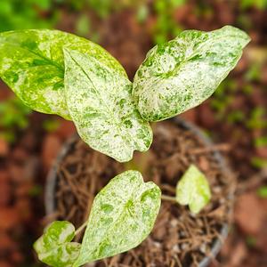 Alocasia Odora Variegada Batik