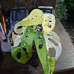 Monstera Adansonii