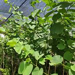 Árbol de las Orquídeas (Pata de Vaca)