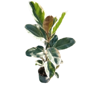 Ficus Elastica - Bariegato