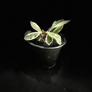 Peperomia Tricolor