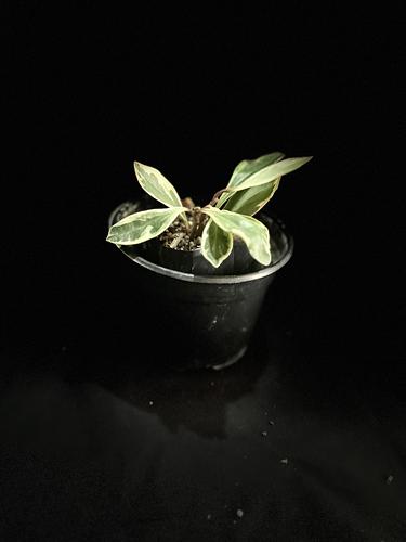 Peperomia Tricolor en Guadalupe, Nuevo León