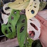 Monstera Adansonii