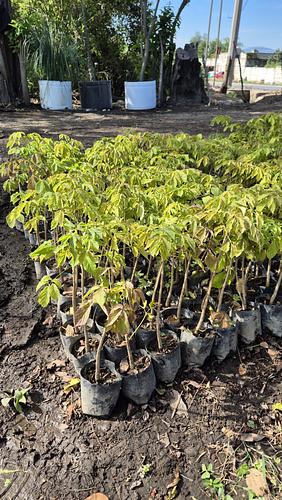 Guayacán Amarillo en Cocoyoc, Morelos