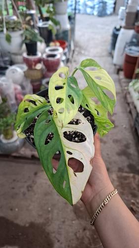 Monstera Adansonii en Guadalupe, Nuevo León