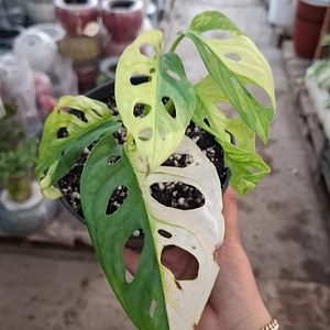 Monstera Adansonii