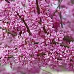 Duraznillo / Texas Redbud