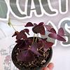 Trebol Morado