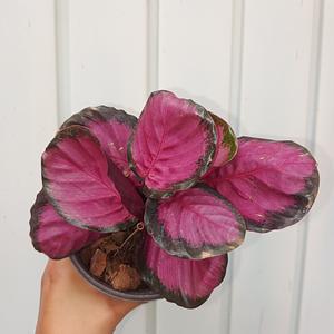 Calathea Crimson