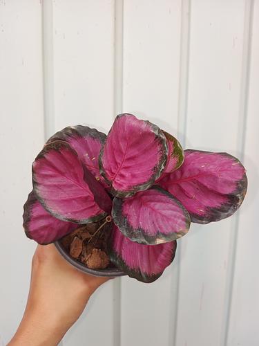 Calathea Crimson en Berriozábal, Chiapas