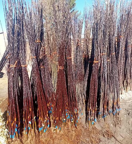 Manzanos en Bachiniva, Chihuahua